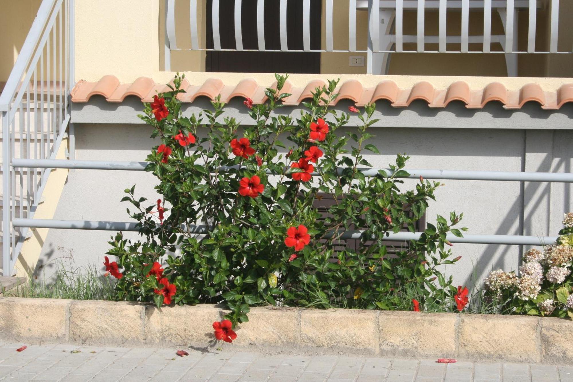 Baia Dei Canonici Aparthotel Villaggio Le Rocelle Εξωτερικό φωτογραφία